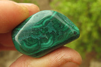 Polished Flower Banded Malachite Free Forms x 35 From Congo