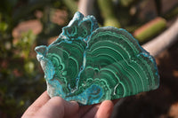 Polished Flower Banded Malachite Slices x 6 From Congo