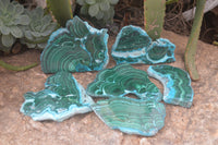 Polished Flower Banded Malachite Slices x 6 From Congo