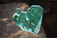 Polished Flower Banded Malachite Slices x 6 From Congo