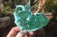 Polished Flower Banded Malachite Slices x 6 From Congo