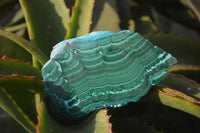 Polished Flower Banded Malachite Slices x 6 From Congo