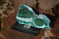 Polished Malacolla Slices x 6 From Kalukundi Mine, Congo