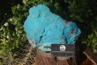 Natural Botryoidal Chrysocolla Specimen x 1 From Kulukuluku, Congo