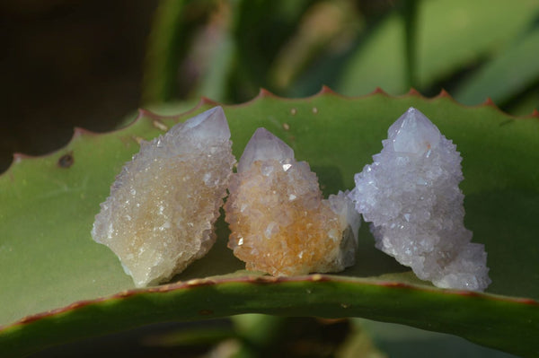 Natural Ametrine Spirit Quartz Crystals x 35 From Boekenhouthoek, South Africa