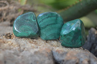 Polished Flower Banded Malachite Free Forms x 35 From Congo