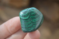 Polished Flower Banded Malachite Free Forms x 35 From Congo