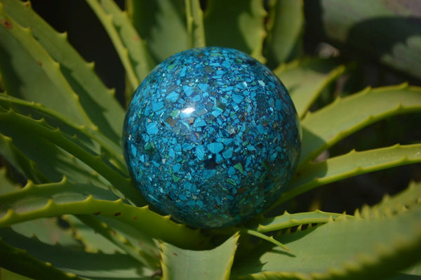 Polished Chrysocolla Conglomerate Spheres x 2 From Congo