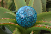 Polished Chrysocolla Conglomerate Spheres x 2 From Congo