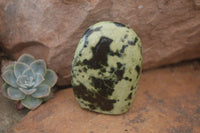 Polished Leopard Stone Standing Free Forms x 6 From Nyanga, Zimbabwe