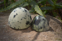 Polished Leopard Stone Standing Free Forms x 6 From Nyanga, Zimbabwe