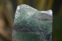 Natural Watermelon Fluorite Cobbed Specimens x 5 From Uis, Namibia