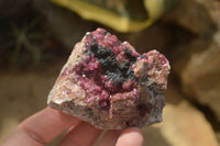 Natural Salrose Cobaltion Dolomite Specimens x 12 From Kakanda, Congo