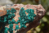 Natural Emerald Dioptase Matrix Specimen x 1 From Namibia