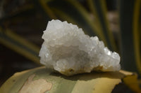 Natural Drusy Quartz Coated Calcite Pseudomorph Specimens x 6 From Lesotho