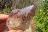 Natural Hematoid Quartz Crystals x 12 From Karoi, Zimbabwe