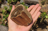 Polished Petrified Wood Branch Pieces x 3 From Gokwe, Zimbabwe