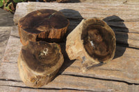 Polished Petrified Wood Branch Pieces x 3 From Gokwe, Zimbabwe