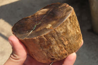 Polished Petrified Wood Branch Pieces x 3 From Gokwe, Zimbabwe