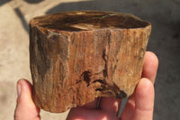 Polished Petrified Wood Branch Pieces x 3 From Gokwe, Zimbabwe