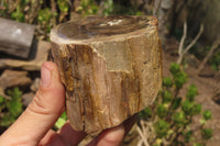 Polished Petrified Wood Branch Pieces x 3 From Gokwe, Zimbabwe