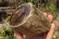 Polished Petrified Wood Branch Pieces x 3 From Gokwe, Zimbabwe