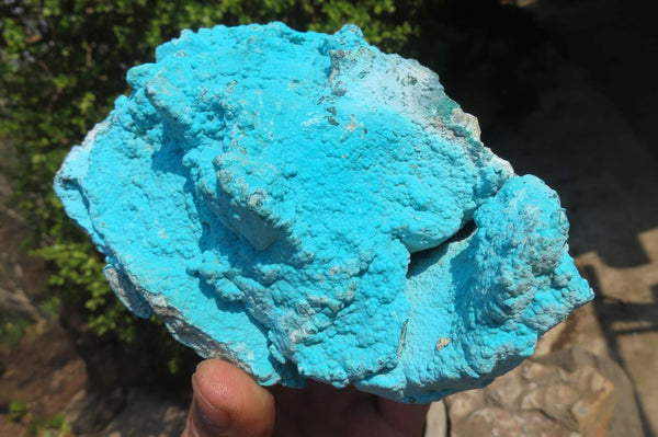 Natural Botryoidal Chrysocolla Specimens x 2 From Congo