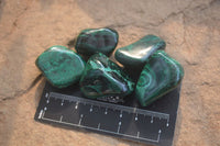 Polished Flower Banded Malachite Free Forms x 35 From Congo