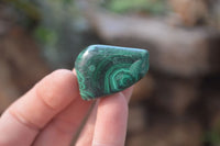 Polished Flower Banded Malachite Free Forms x 35 From Congo