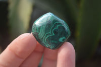 Polished Flower Banded Malachite Free Forms x 35 From Congo