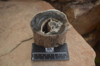 Polished Petrified Wood Branch Pieces x 3 From Gokwe, Zimbabwe