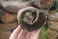 Polished Petrified Wood Branch Pieces x 3 From Gokwe, Zimbabwe