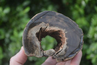 Polished Petrified Wood Branch Pieces x 3 From Gokwe, Zimbabwe