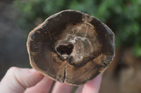 Polished Petrified Wood Branch Pieces x 3 From Gokwe, Zimbabwe