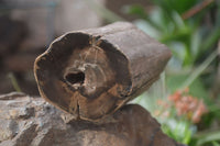 Polished Petrified Wood Branch Pieces x 3 From Gokwe, Zimbabwe