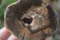 Polished Petrified Wood Branch Pieces x 3 From Gokwe, Zimbabwe