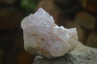 Natural Amethyst Cactus Flower Spirit Quartz Clusters x 6 From South Africa