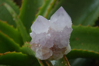 Natural Amethyst Cactus Flower Spirit Quartz Clusters x 6 From South Africa