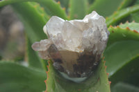 Natural Hematoid Quartz Clusters x 6 From Karoi, Zimbabwe