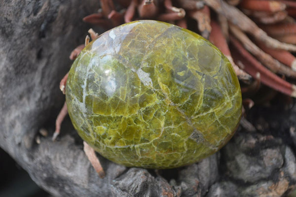 Polished Green Opal Palm Stones x 12 From Antsirabe, Madagascar