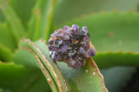 Natural Amethystos Amethyst Specimens x 70 From Kwaggafontein, South Africa