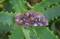 Natural Amethystos Amethyst Specimens x 70 From Kwaggafontein, South Africa