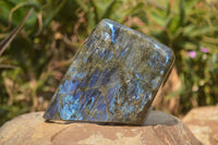 Polished Labradorite Standing Free Form x 1 From Tulear, Madagascar