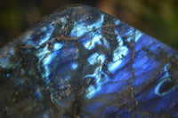 Polished Labradorite Standing Free Form x 1 From Tulear, Madagascar