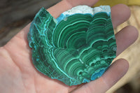 Polished Malacolla Slices x 12 From Kalukundi Mine, Congo