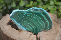 Polished Malacolla Slices x 12 From Kalukundi Mine, Congo