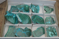 Polished Malacolla Slices x 12 From Kalukundi Mine, Congo