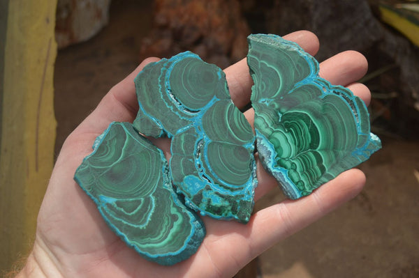 Polished Malacolla Slices x 12 From Kalukundi Mine, Congo