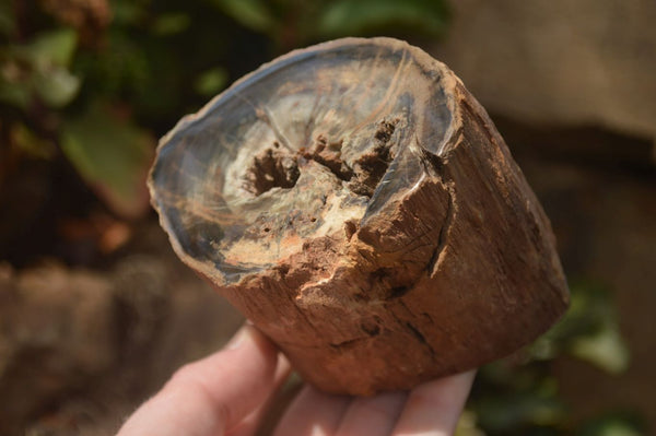 Polished Petrified Wood Branch Pieces x 3 From Gokwe, Zimbabwe