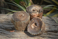 Polished Petrified Wood Branch Pieces x 3 From Gokwe, Zimbabwe